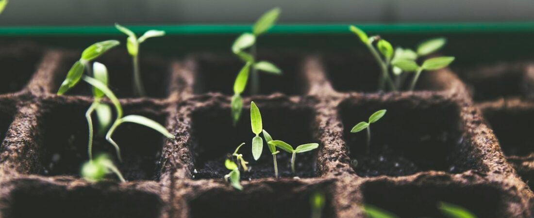 Cómo hacer una huerta en casa paso a paso, incluso en espacios pequeños