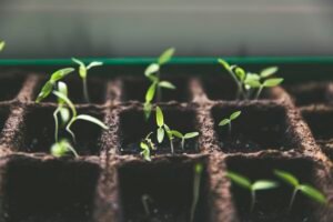 Huerta con plantas verdes