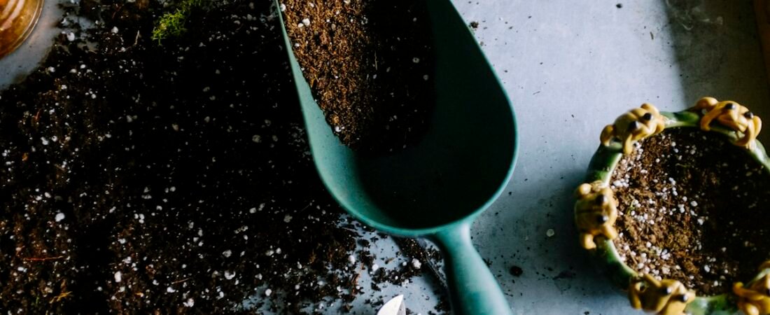 Bienvenidos a Brotes y Hojas: tu guía para cultivar un hogar más verde