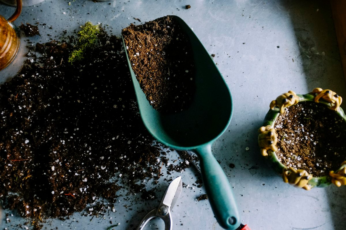 Bienvenidos a Brotes y Hojas: tu guía para cultivar un hogar más verde