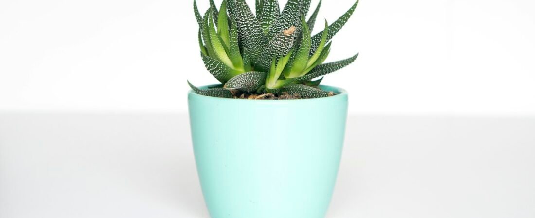 7 plantas de interior fáciles de cuidar para principiantes