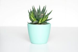 Plantas de interior en macetas