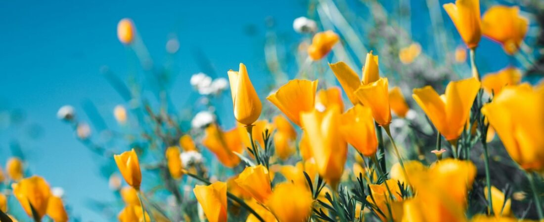 Cómo cuidar rosas: luz, riego, poda y prevención de enfermedades