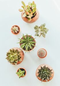 Plantas suculentas y cactus